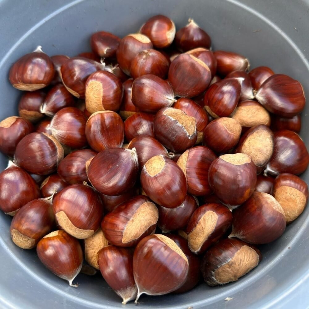 Japanese Chestnuts 栗(1KG) - Image 2